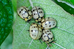 Platyphora fraterna