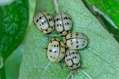 Platyphora fraterna
