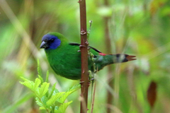 Erythrura trichroa