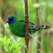 Blue-faced Parrotfinch - Photo (c) mscaus, some rights reserved (CC BY-NC)