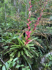 Vriesea philippocoburgi