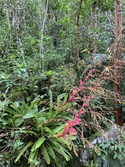 Vriesea philippocoburgi