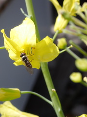 Platycheirus trichopus