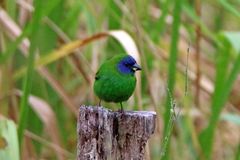 Blue-Faced Parrot-Finch photo 5