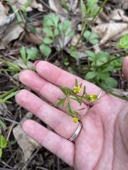 Ranunculus micranthus