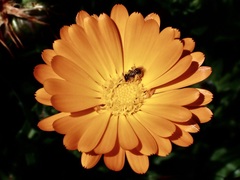 Lasioglossum sisymbrii