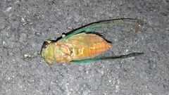 Chremistica ochracea