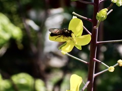 Platycheirus trichopus