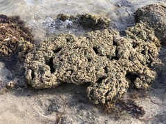 Phragmatopoma caudata