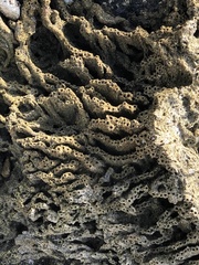 Phragmatopoma caudata