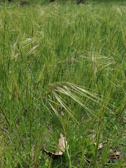 Poaceae