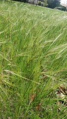 Poaceae