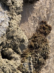 Phragmatopoma caudata