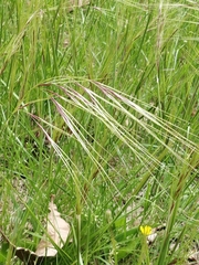 Poaceae