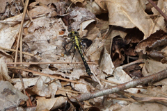Phanogomphus descriptus