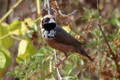 Pictorella Munia photo 2