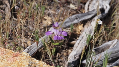 Collinsia concolor