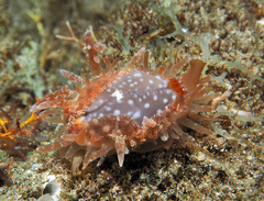 Staphylaea limacina