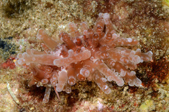 Staphylaea limacina