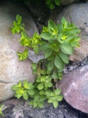 Euphorbia peplus peplus