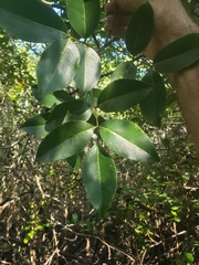 Xylocarpus moluccensis