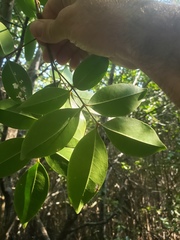 Xylocarpus moluccensis