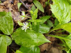 Stellaria corei