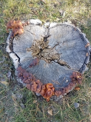 Flammulina velutipes