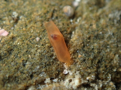 Eatoniella