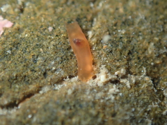Eatoniella