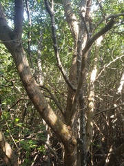 Xylocarpus moluccensis