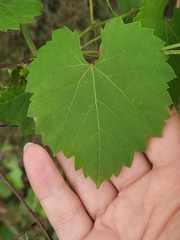 Vitis monticola