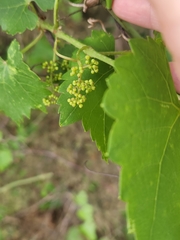 Vitis monticola