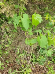 Vitis monticola