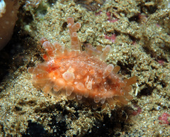 Staphylaea limacina