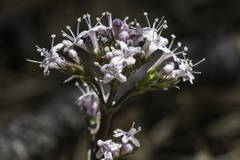 Valeriana arizonica