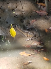 Periophthalmodon schlosseri