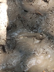 Periophthalmodon schlosseri