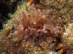 Staphylaea limacina