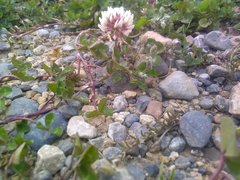 Trifolium hybridum elegans