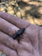 Chalcophora mexicana