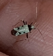 Phytocoris tiliae