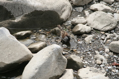 Passer domesticus × italiae