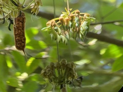 Mucuna monticola