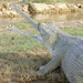 Gharials - Photo (c) Jeff Harding, some rights reserved (CC BY-NC), uploaded by Jeff Harding