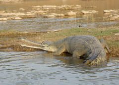 Gavialis gangeticus