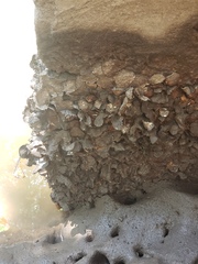 Saccostrea cuccullata