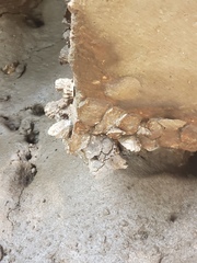 Saccostrea cuccullata