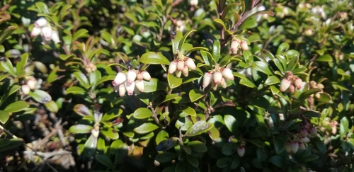 Arctostaphylos uva-ursi