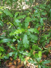 Acanthus ilicifolius